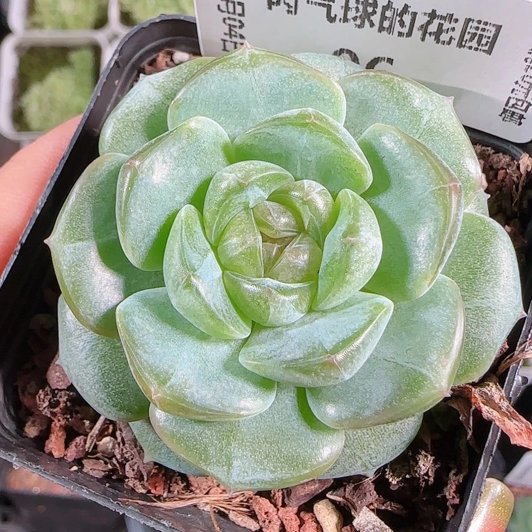 0904---96暗香糖心珍妮