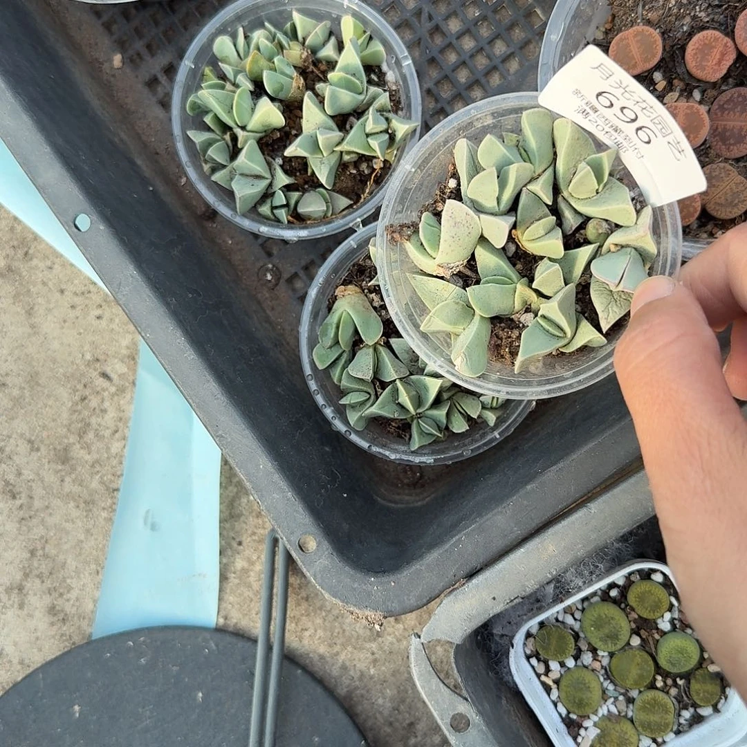 不是很冷哦还是在上班696这个