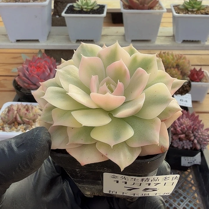 1117-75沙漠玫瑰锦