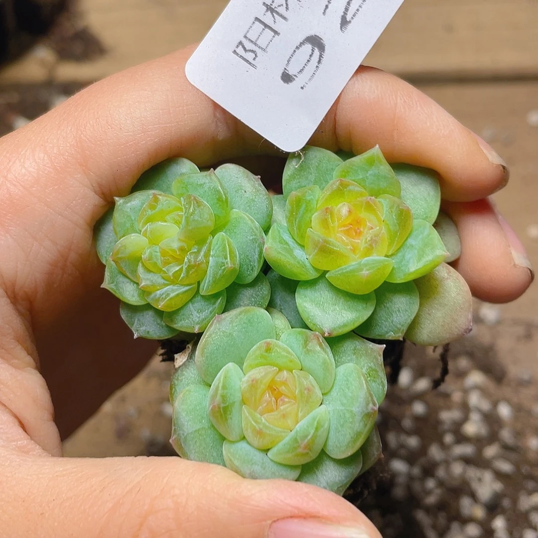 多肉植物多肉植物922