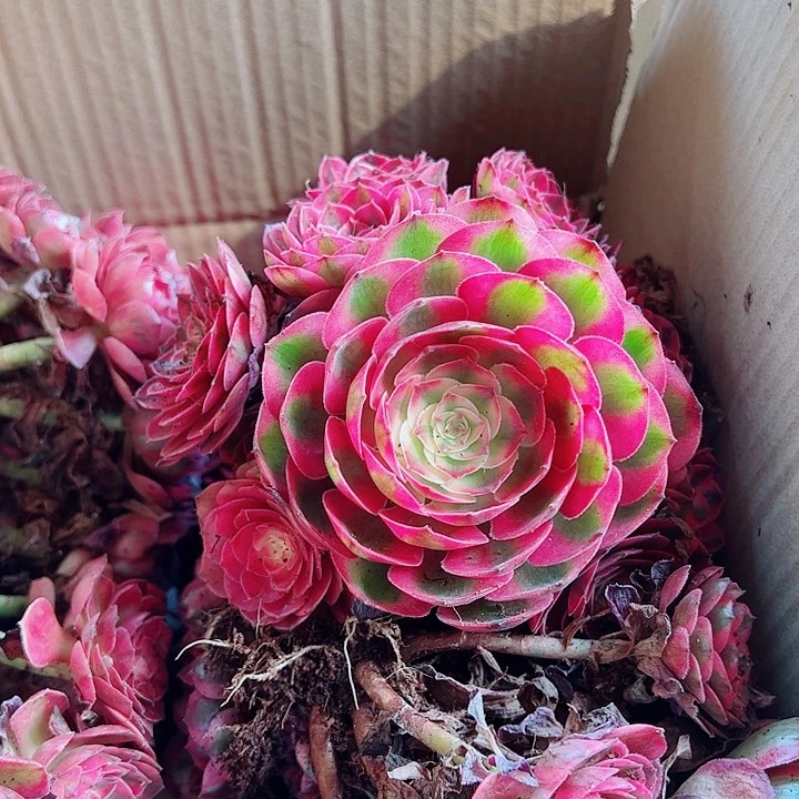 倾城黑盆多肉植物