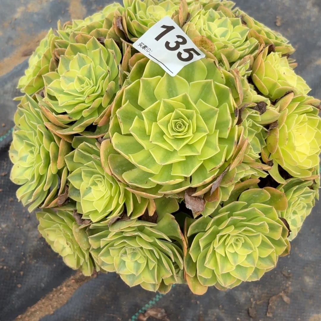 135雨河多肉植物发货