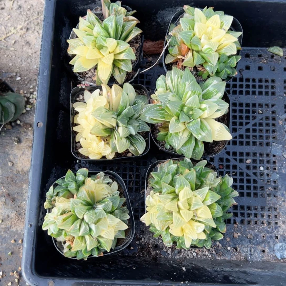 多头姬寿锦多肉植物一颗多肉