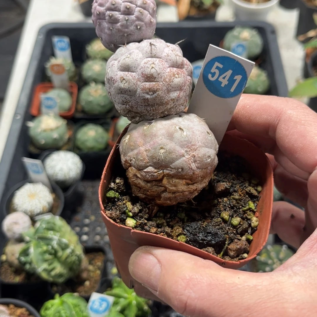 大****꒱541习自野带盆带土发货