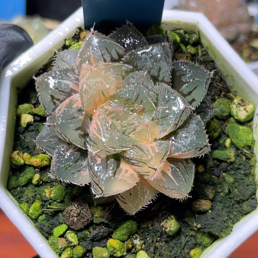 恭喜发财大吉大利535