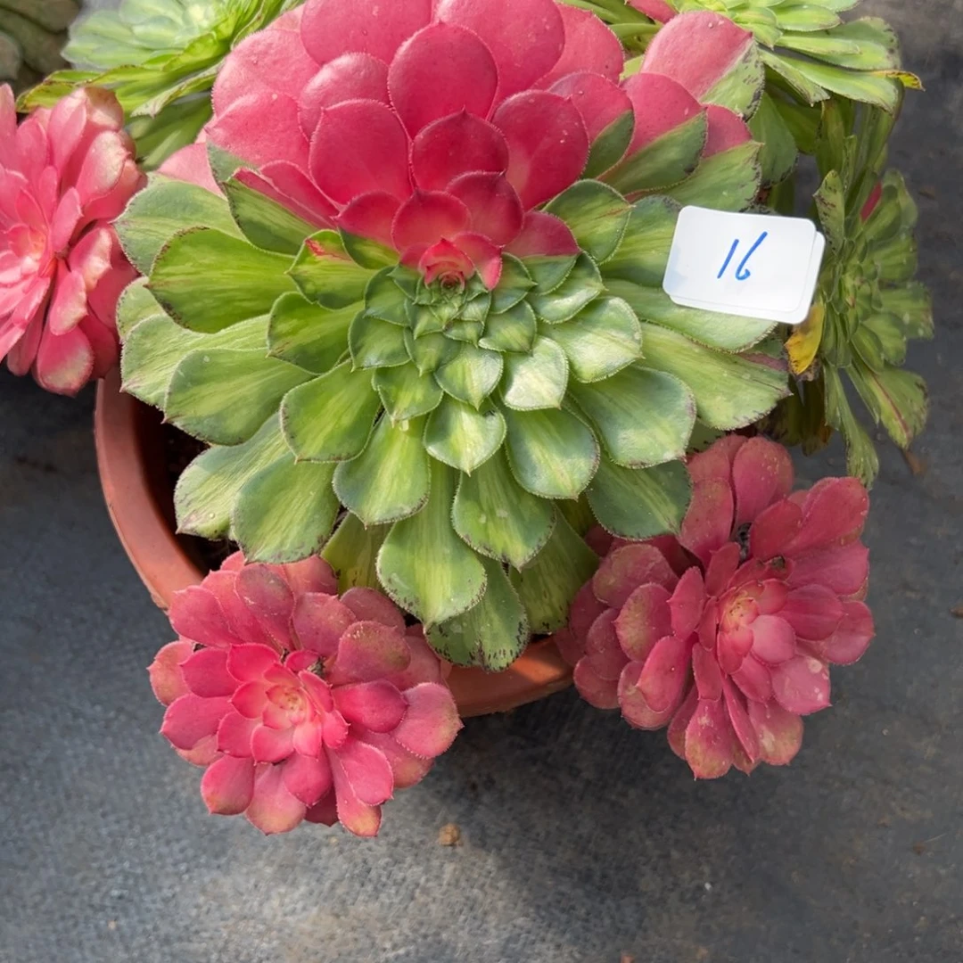 16知否多肉嘻嘻嘻