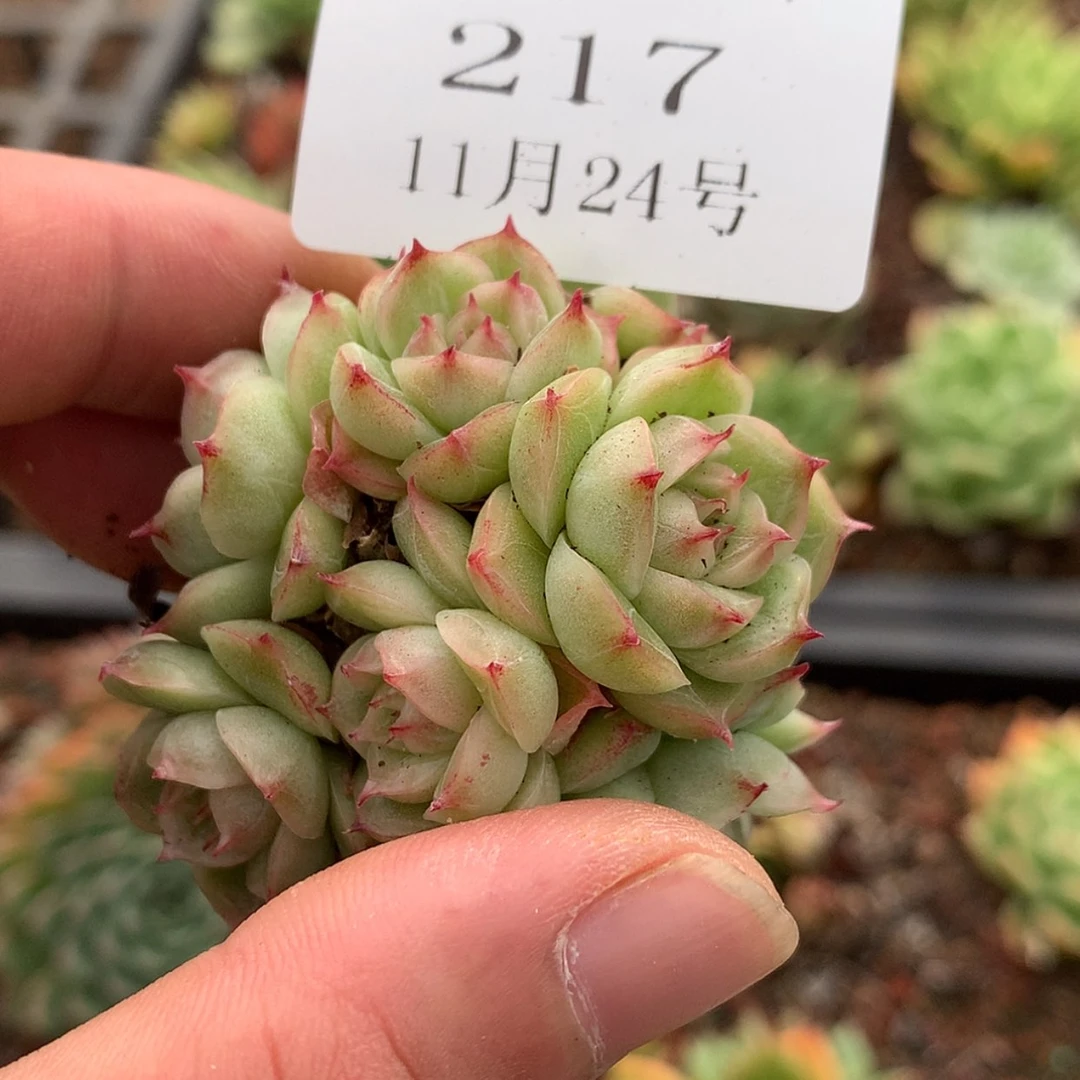 【闪购商品】云217号