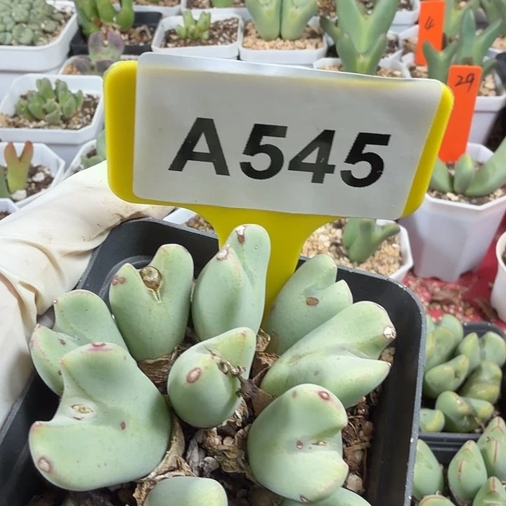 545mnmmmnmkkkkkkmmkk