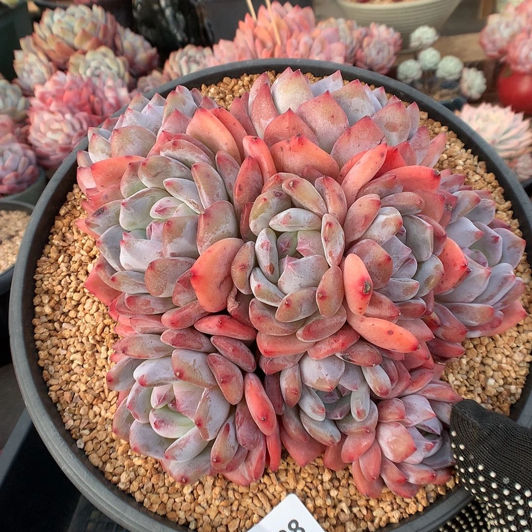 228蒙克多头多肉植物66663