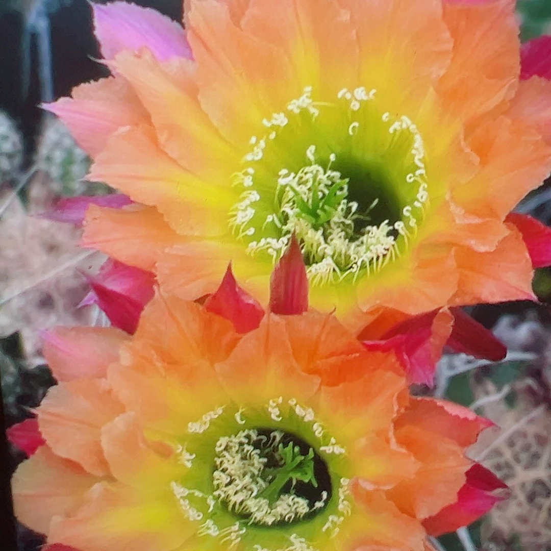 彩草 美年达 侧芽 满20包邮