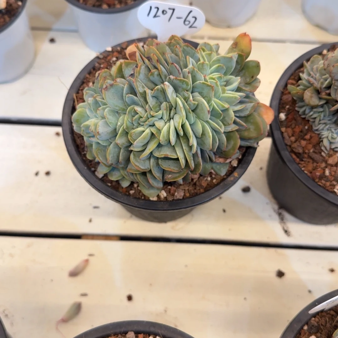 云***丶1207-62布鲁蓝缀化脱土发货