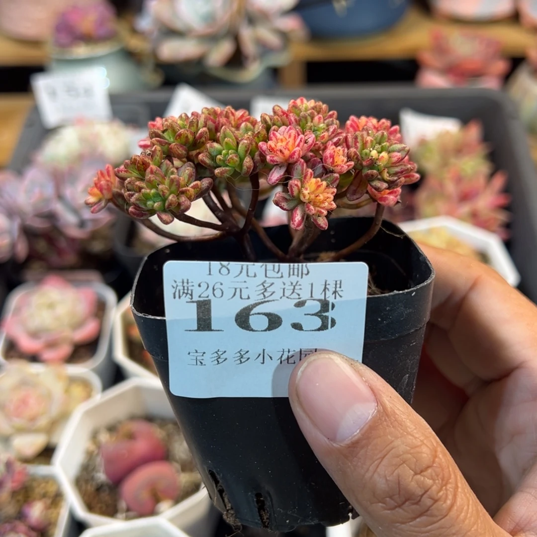 一***阳小人姬锦一物一拍多肉满18元包邮明天发货