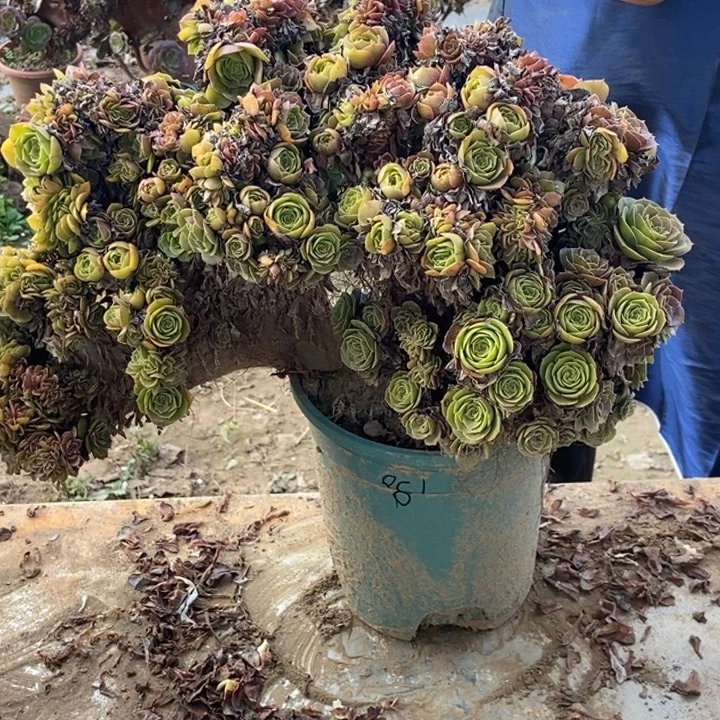 小***西885万胜节缀化缀化老桩