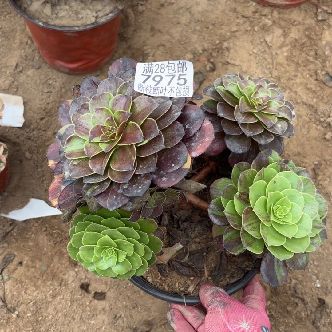 N. 7975花月夜多肉，cede