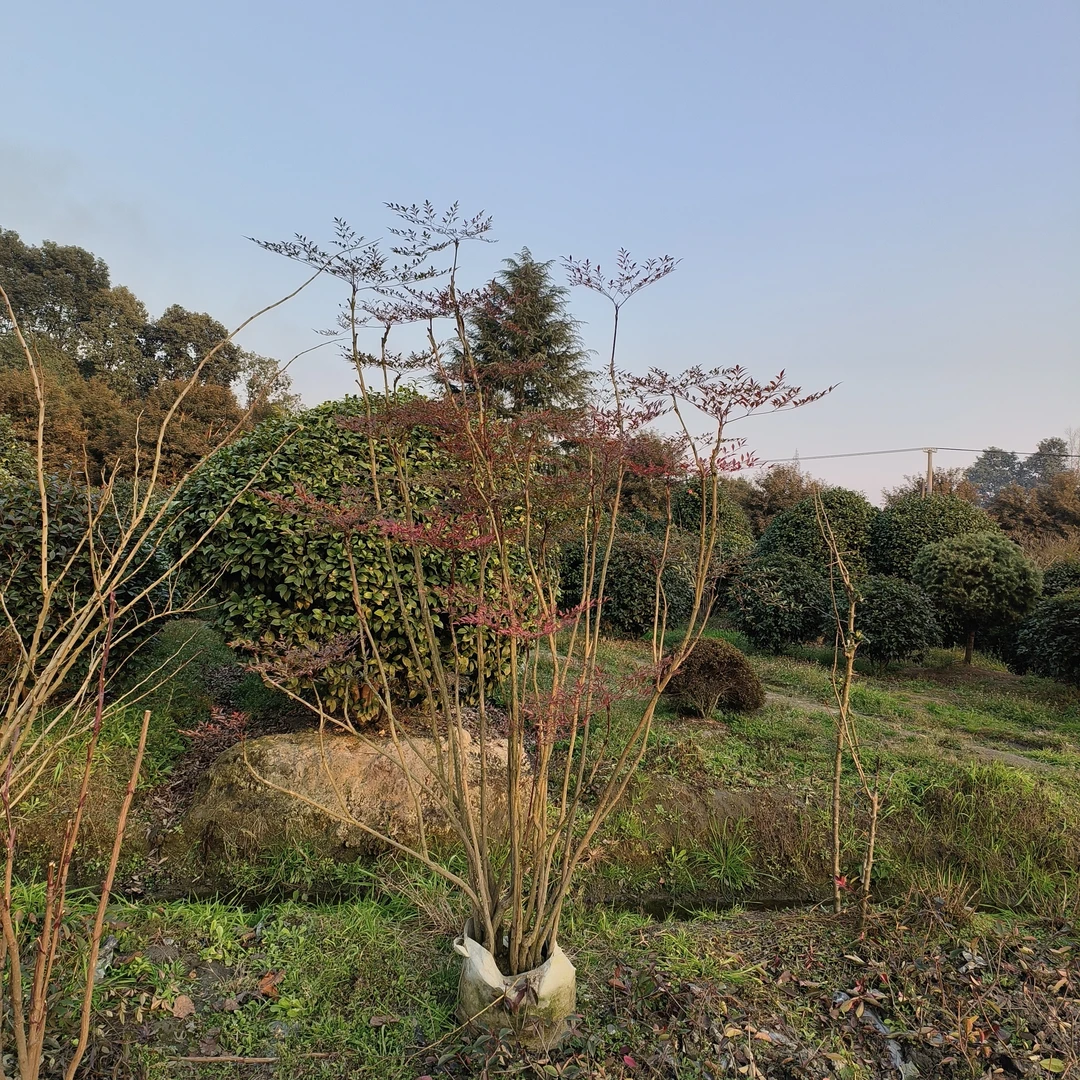 必备罗汉松木制品兰天竹绿植盆栽南天竹盆栽庭院造景绿植大盆栽
