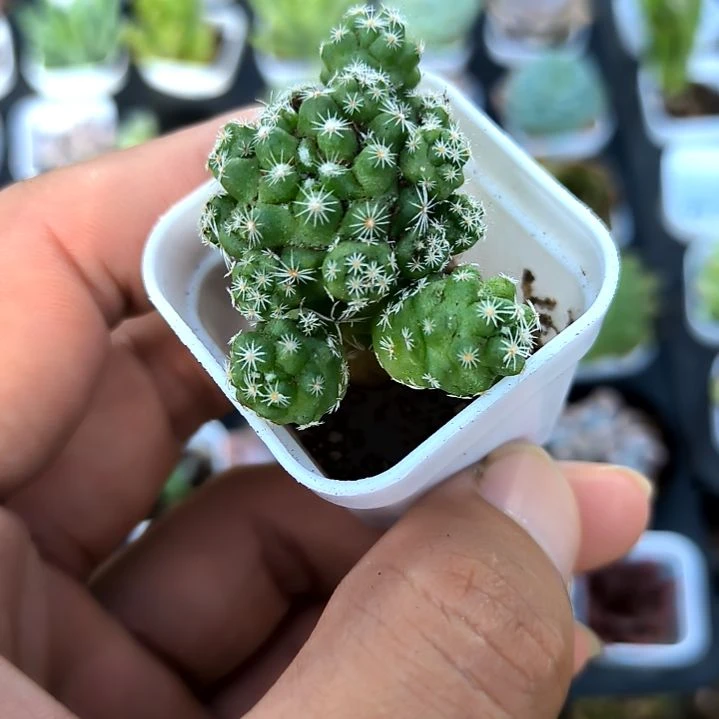 白鸟一颗，满5元包邮