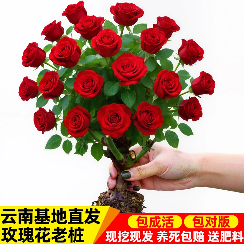 【买3送1】玫瑰花苗老桩绿植物盆栽月季老根阳台庭院特大花卉四季