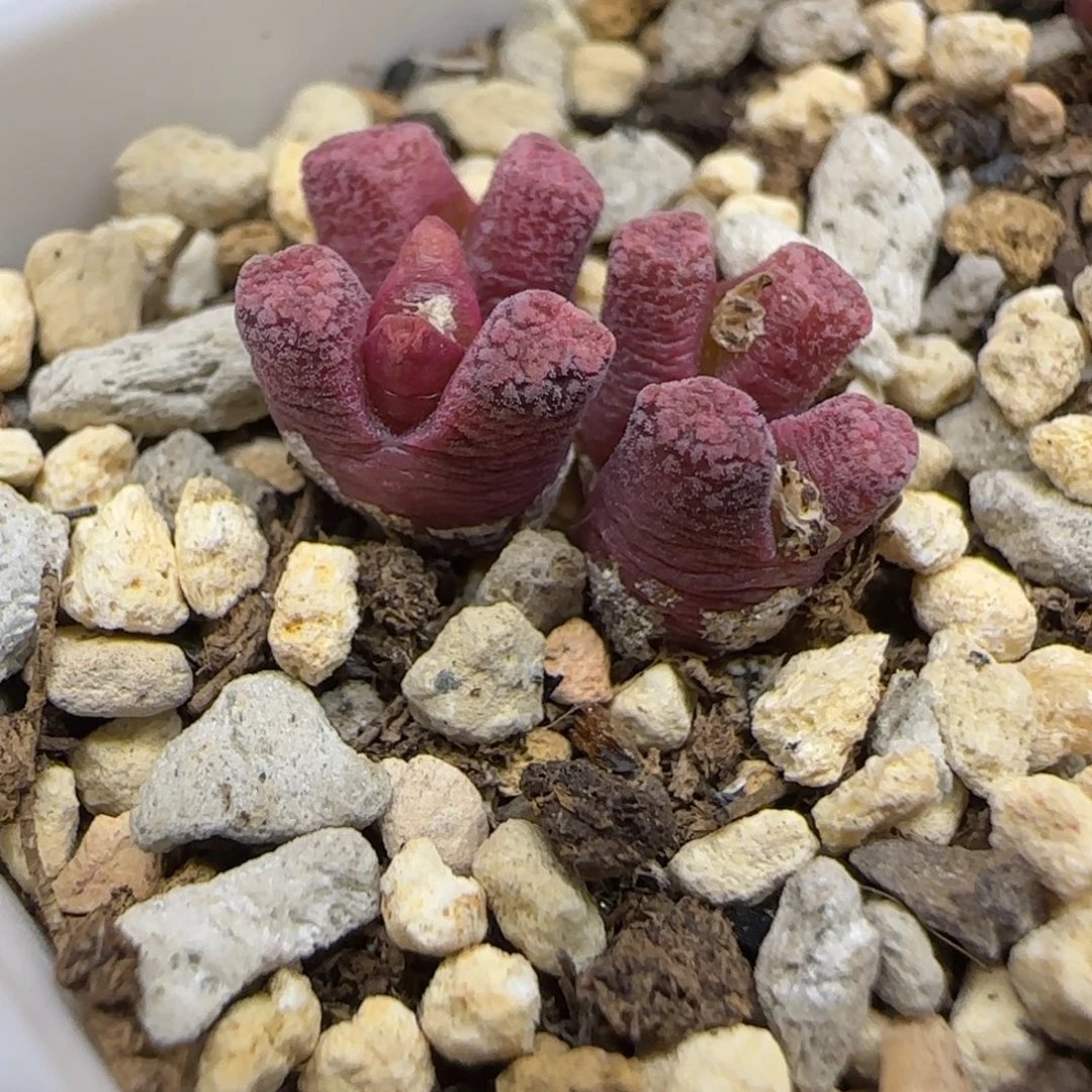 菠***冰红火柴一颗多肉植物