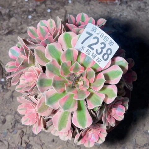 笑***开粉女巫多肉植物法师7238