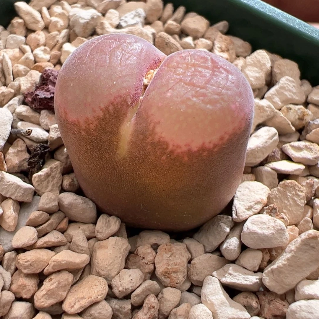 雨*649恩东矮墩墩内双