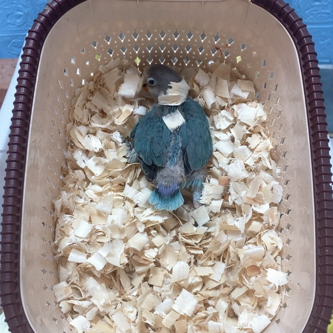 虎皮鹦鹉牡丹普兰半毛鹦鹉