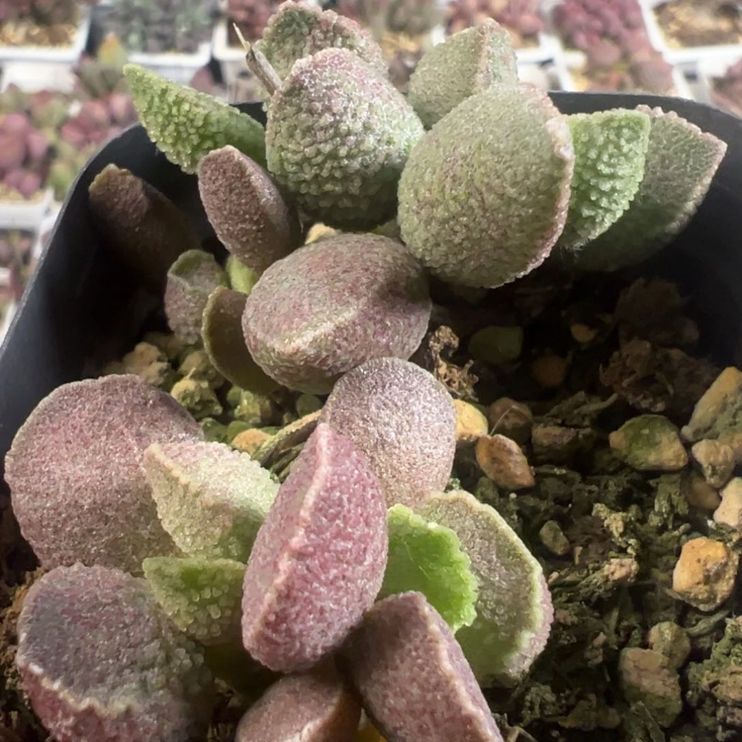 实生新品两颗一起多肉植物水泡