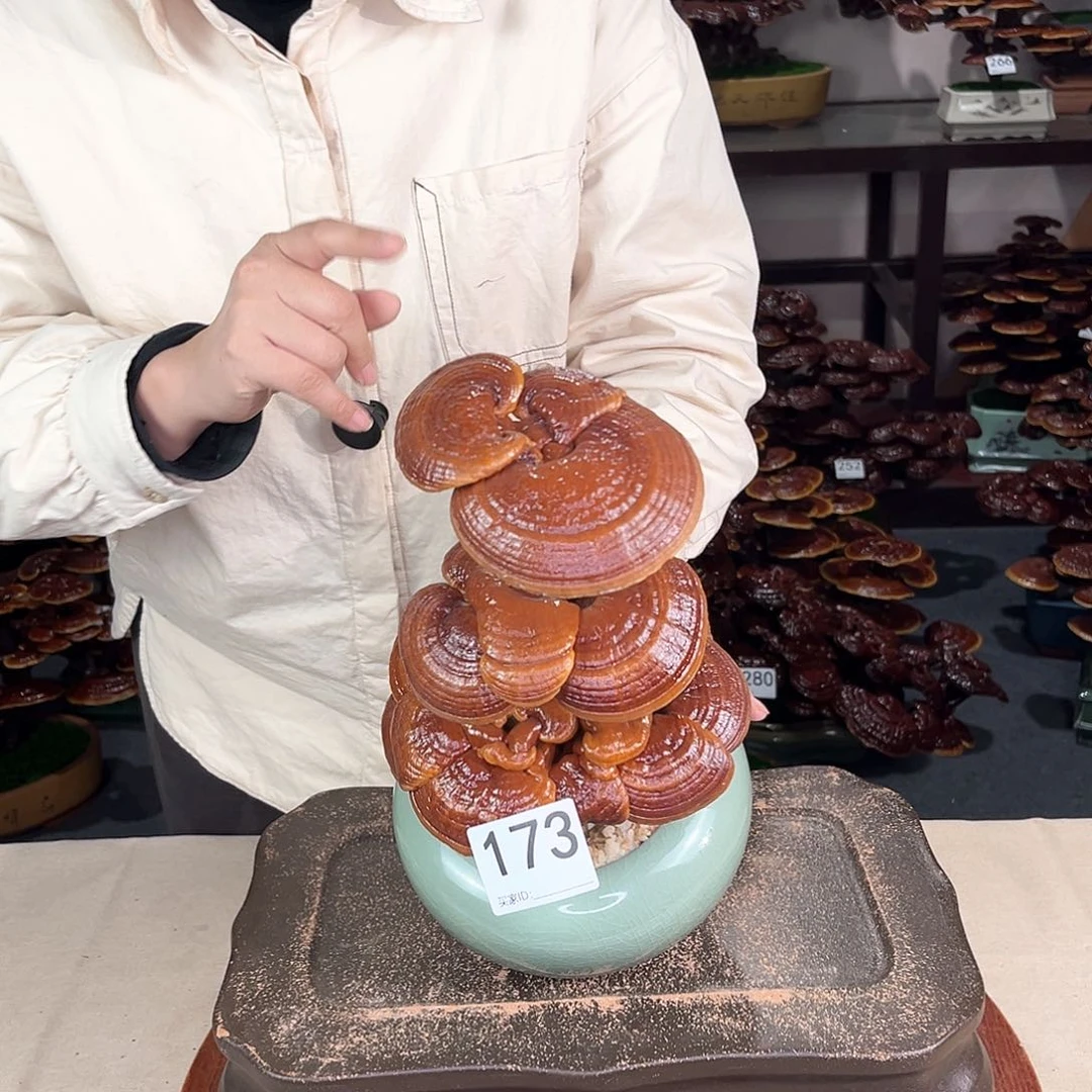 万事如意8888888173