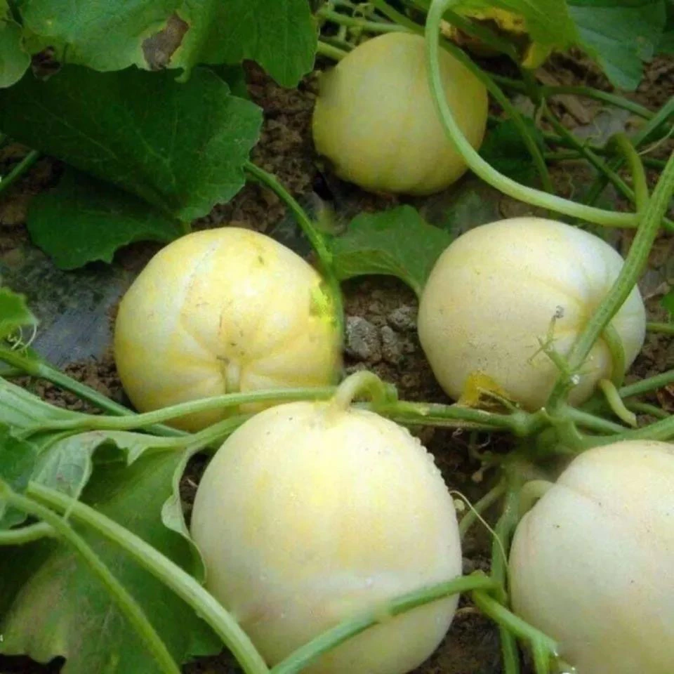 河南小白瓜老式甜瓜露天种植应季新鲜水果