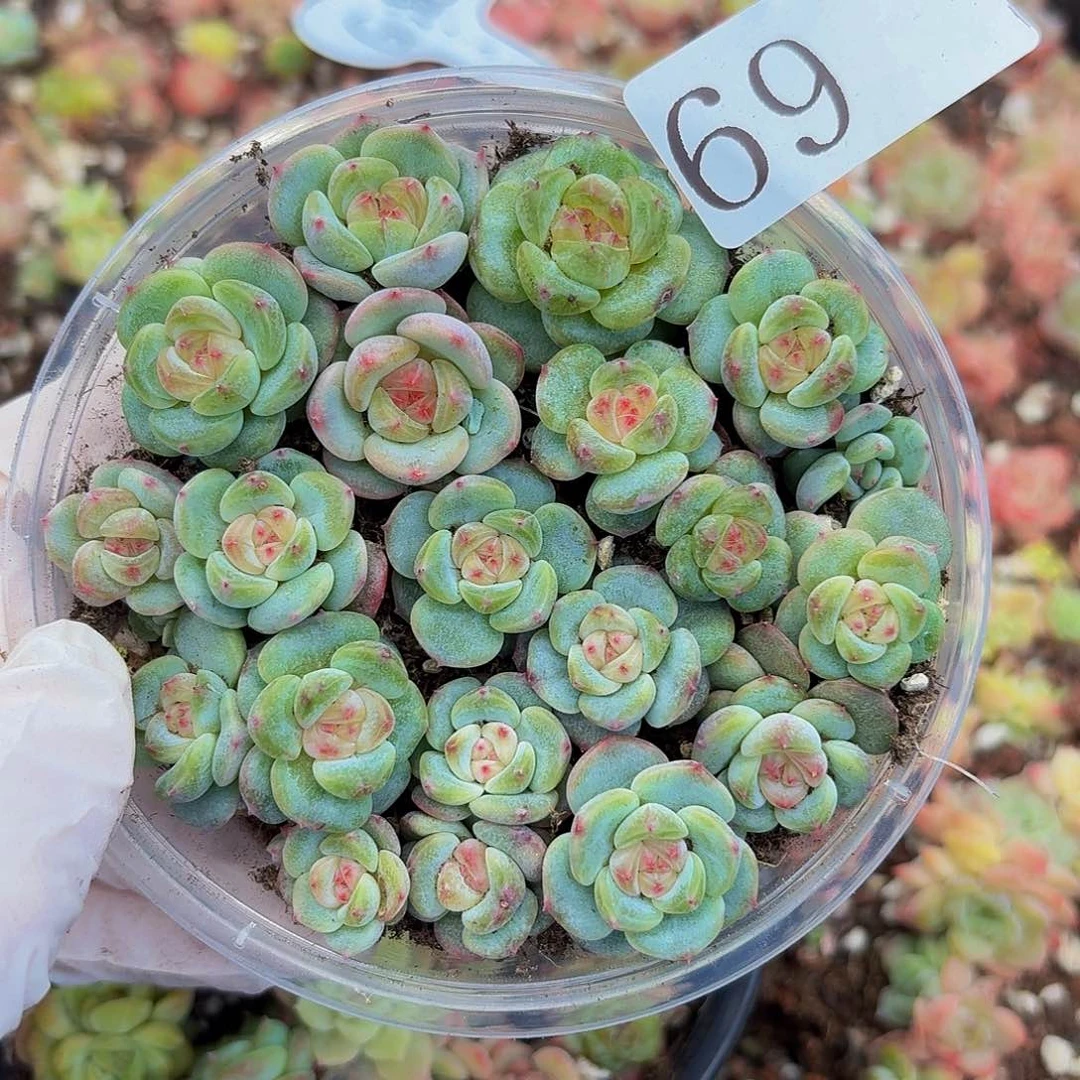 奶***?多肉植物多肉植物69