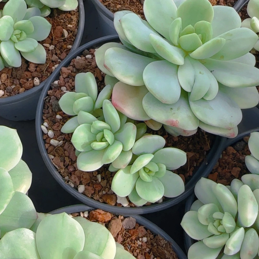 【闪购商品】香草锦