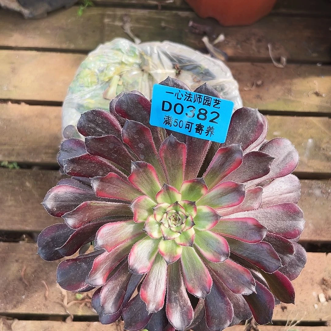 多肉植物多肉植物0382