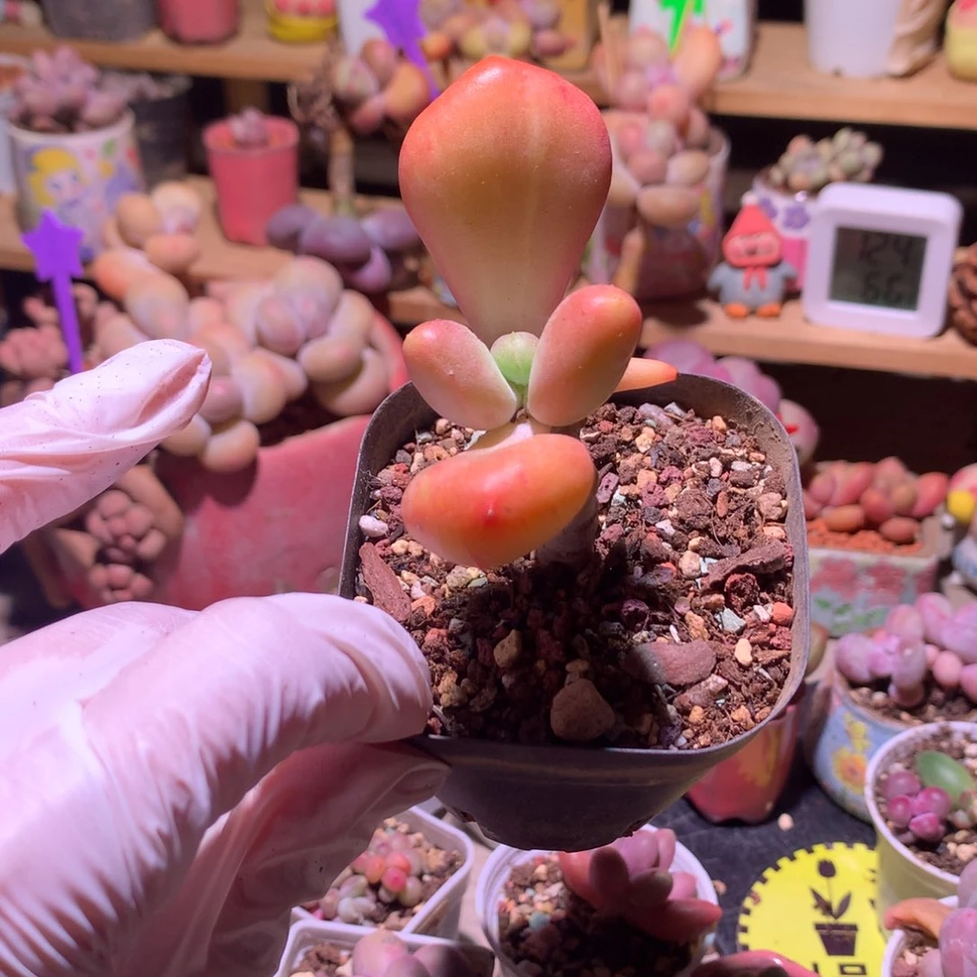 乌里维亚奶酪多肉乌里维亚