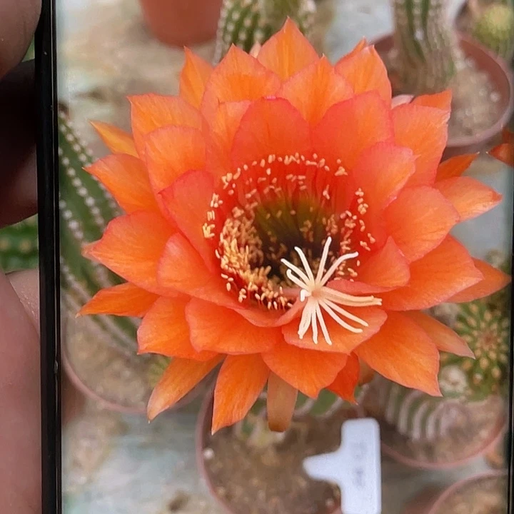 毛 TS100侧芽 歪 满20包邮高 7公分