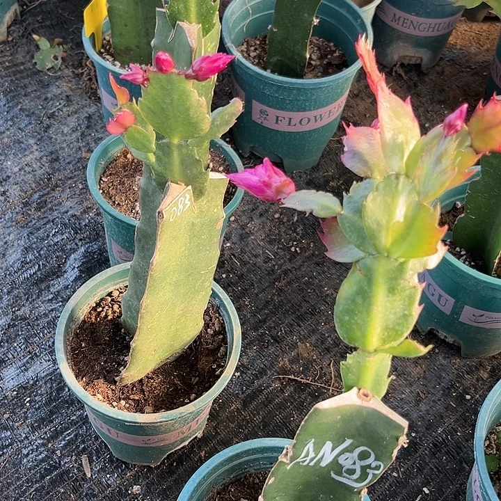 齐***格69号083，11111111111111111111111111