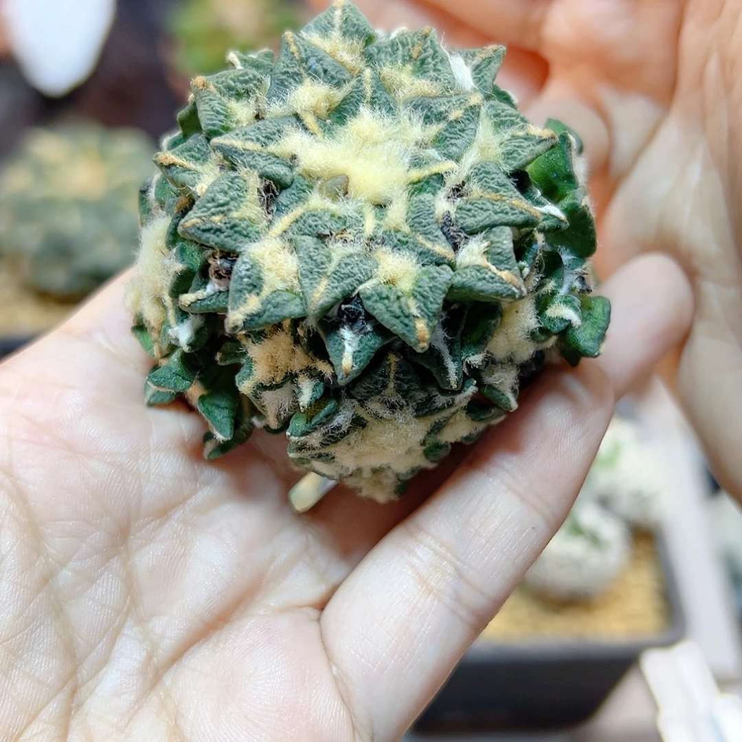 晚15号自根黑牡丹群5.6公分根芽