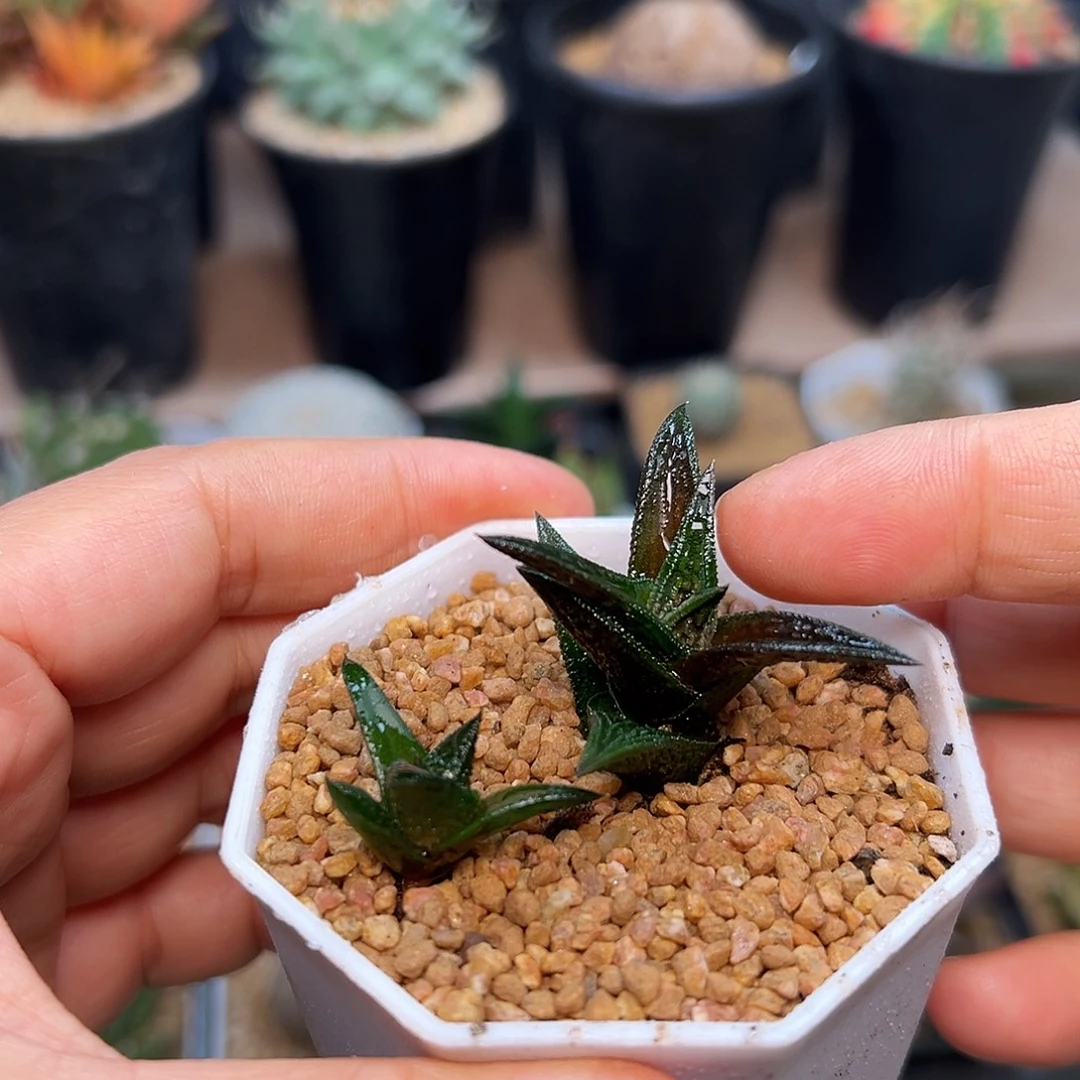尼古拉一盆