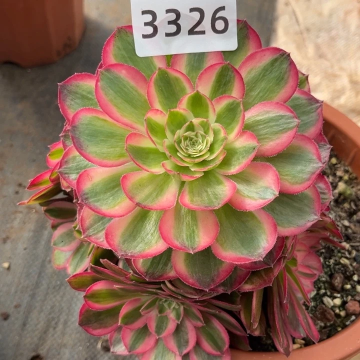 新品孔雀翎特价多肉