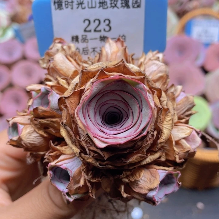 山地玫瑰223裸根发货不售后