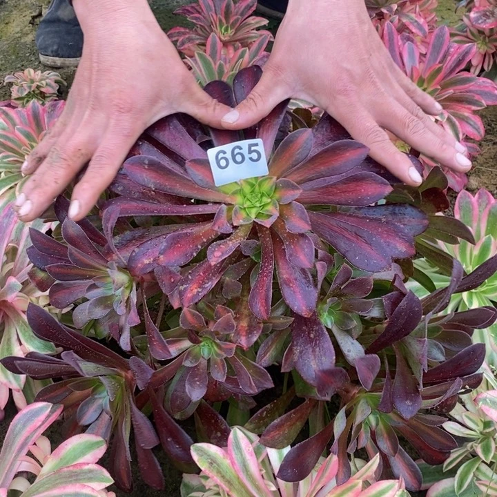 665美杜莎中班大手捧3多肉