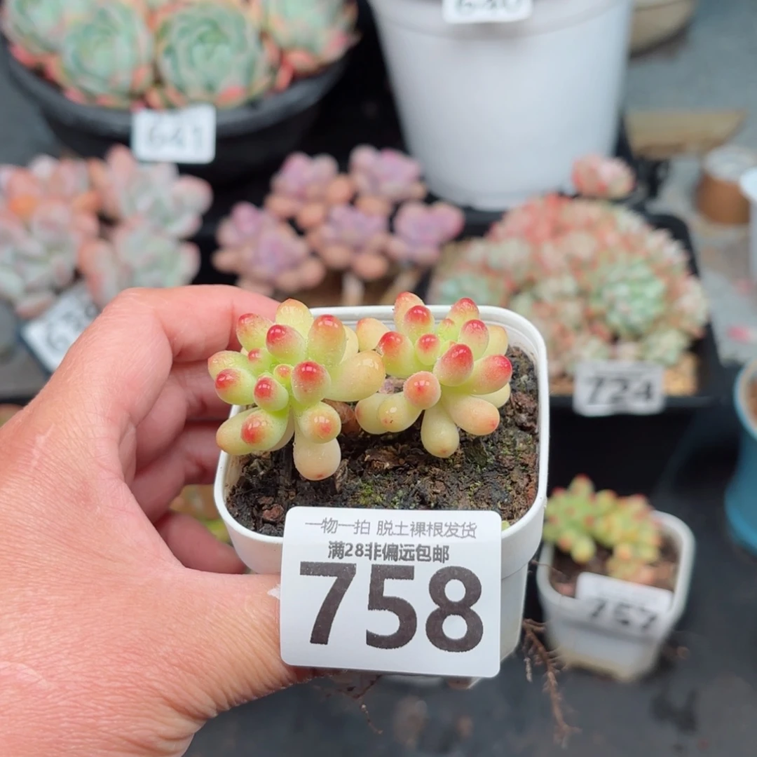 果冻乙女心无盆土发货