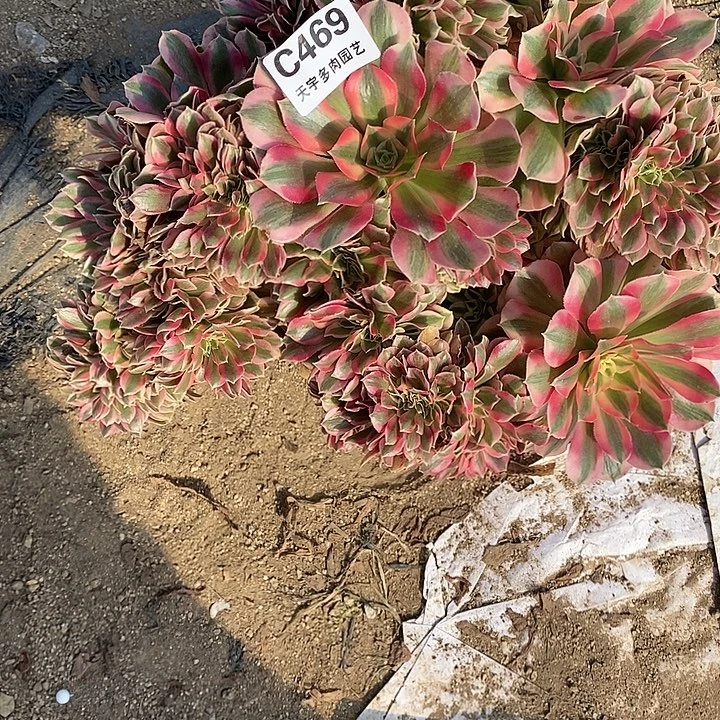 多肉植物女巫469多肉