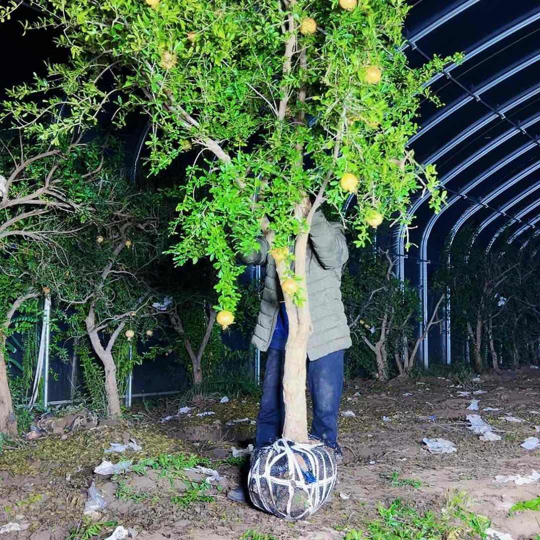 无花朵健健康康快快乐乐