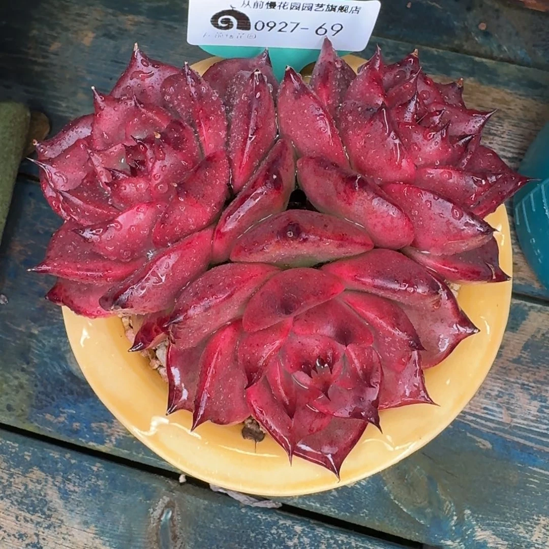 从前慢多肉精选编号0927.69