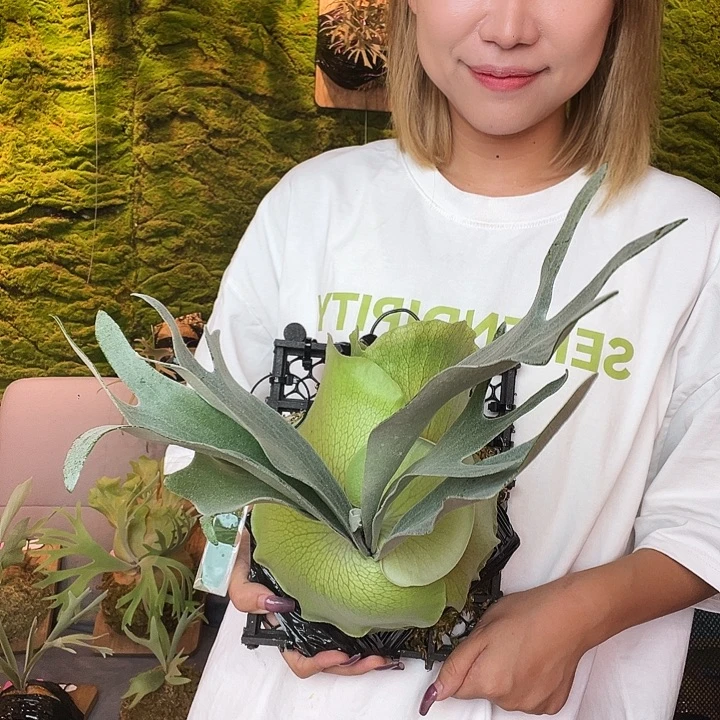 完全开放小松植人 白燕麦
