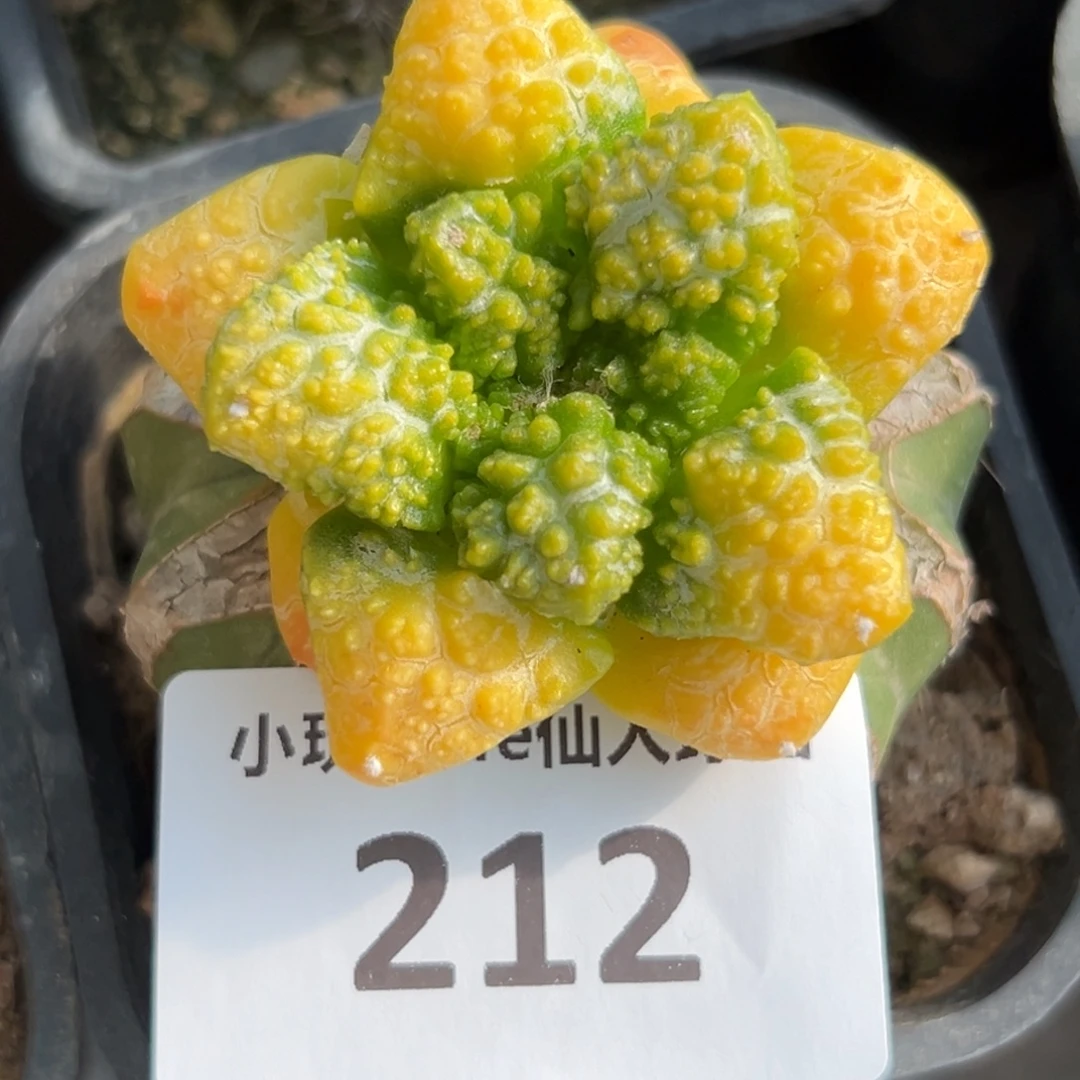 212，仙人球的世界