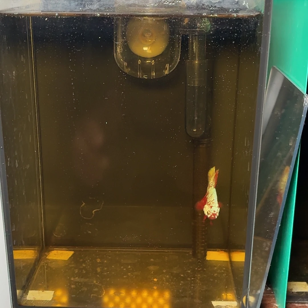 斗鱼彩金豹子将军公鱼