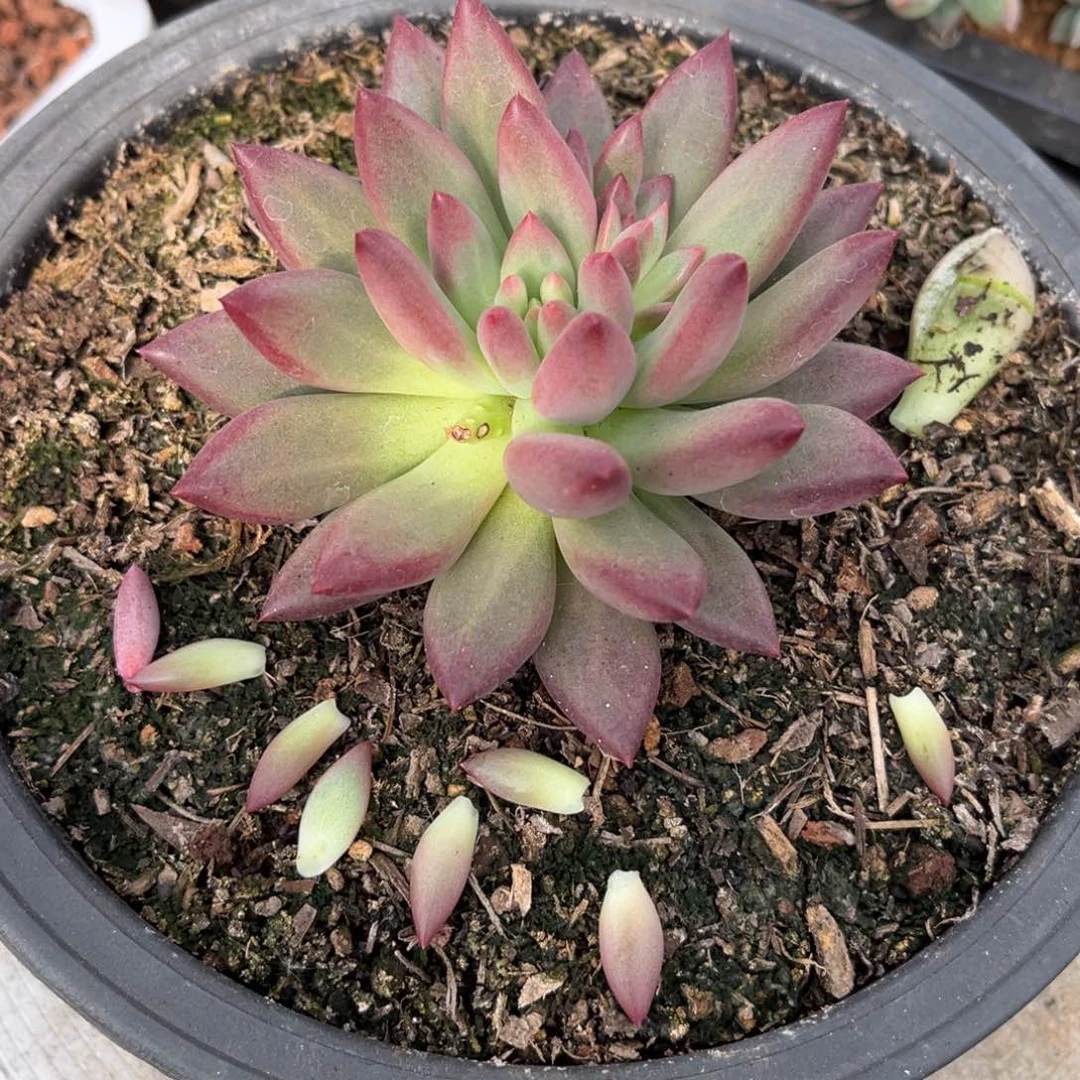 多肉植物多肉植物