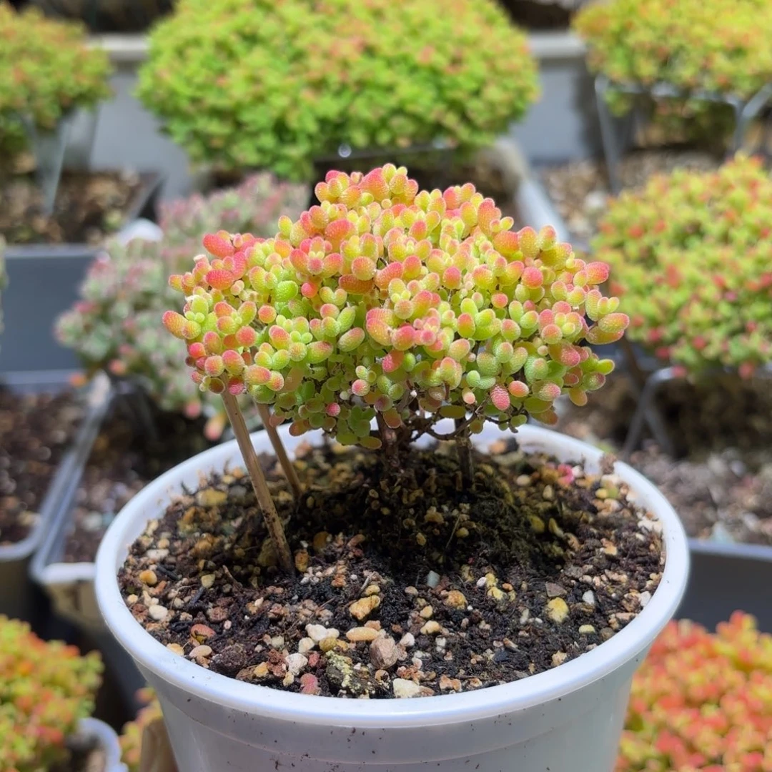 密橘糖球枝干番杏270