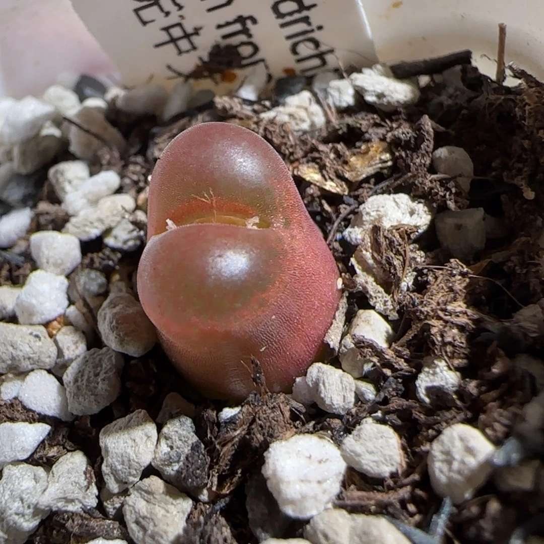 肉锥多肉植物组合-6km风铃1420