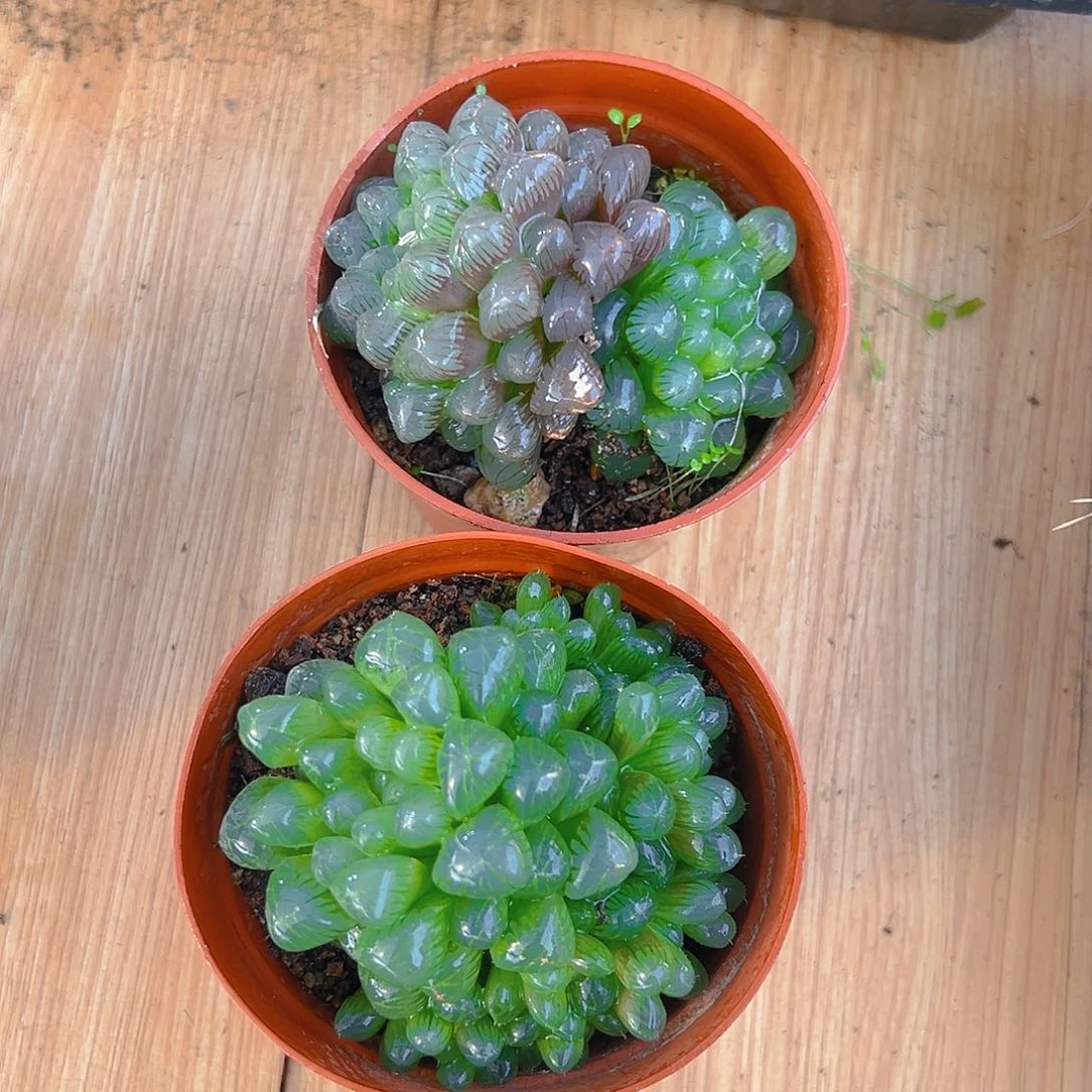 大红盆孙氏冰灯玉露一颗